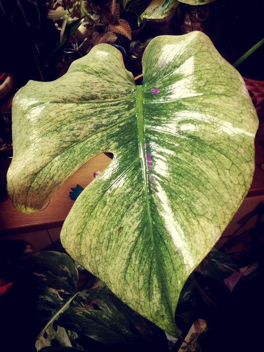 Monstera Mint Albo Variegata Kunzo White Monster NOWA platinum philode