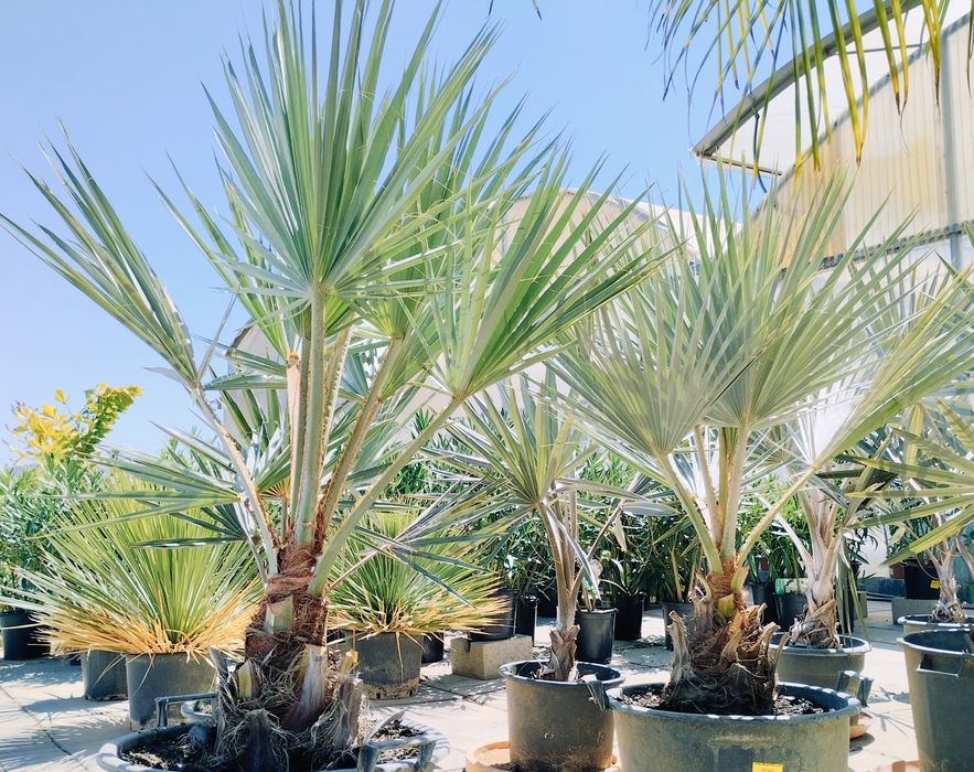 Espetacular palmeira azul mexicana, Brahea armata