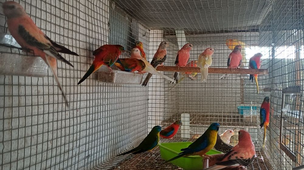Turquasines  e burks