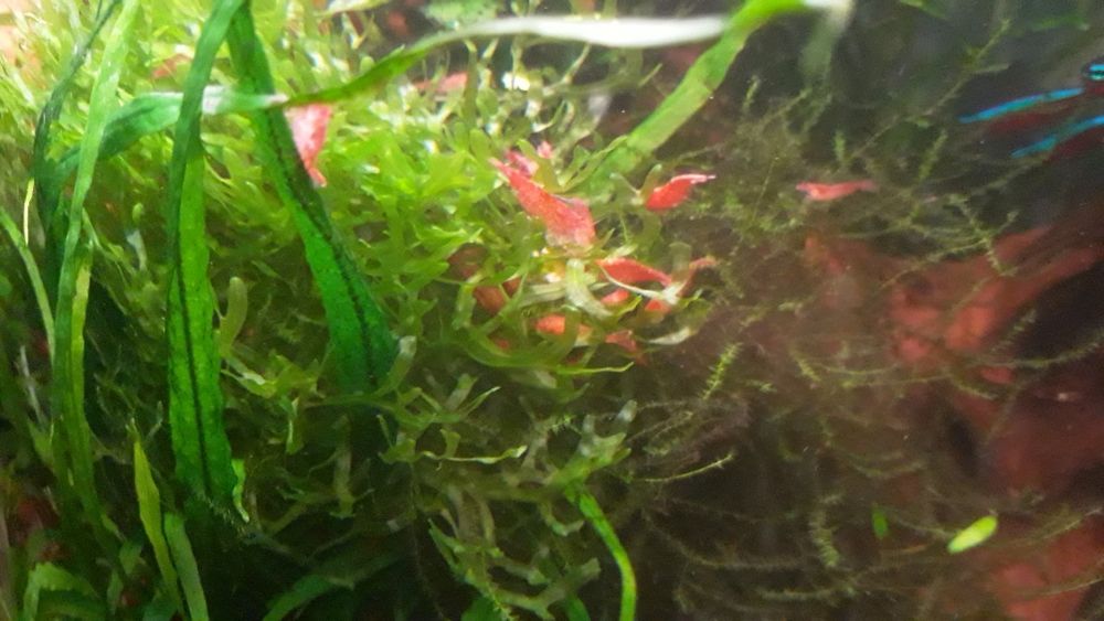 Krewetki red  cherry