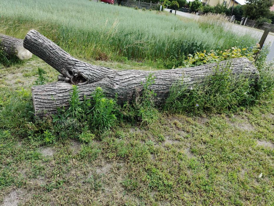 Sprzedam drzewo lipę