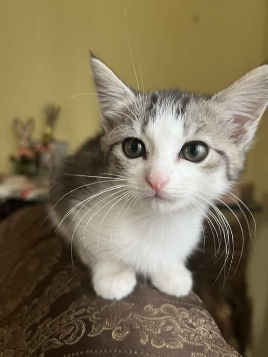 Маленькі котики, кошенята шукають дім
