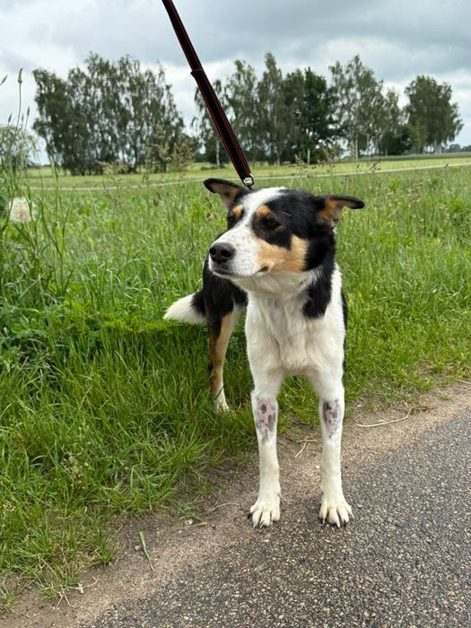 Łagodna Tena w poszukiwaniu domu stałego