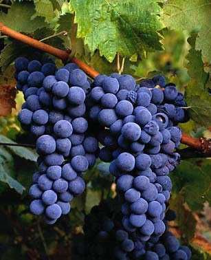 Uvas de qualidade para vinficação