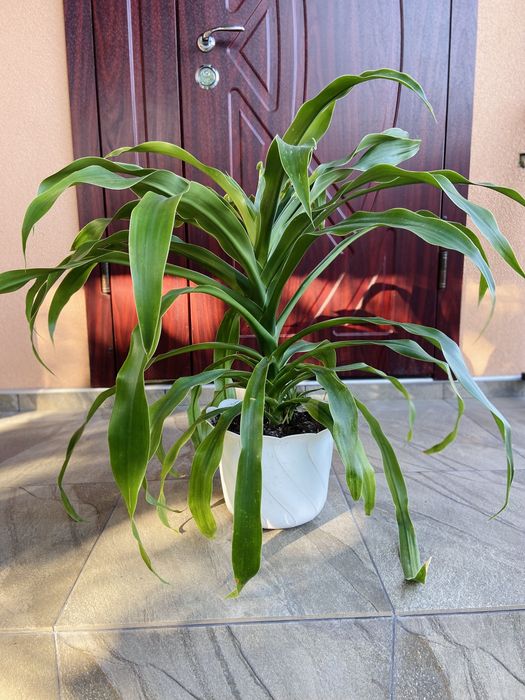 великий вазон дерево рослина