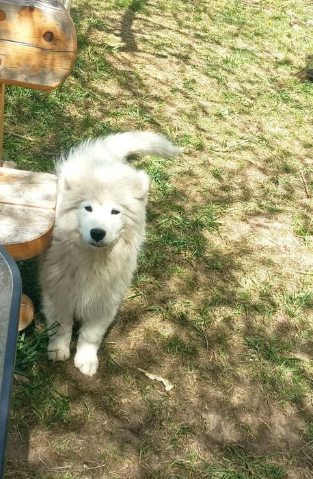 Piękny Piesek Samoyed