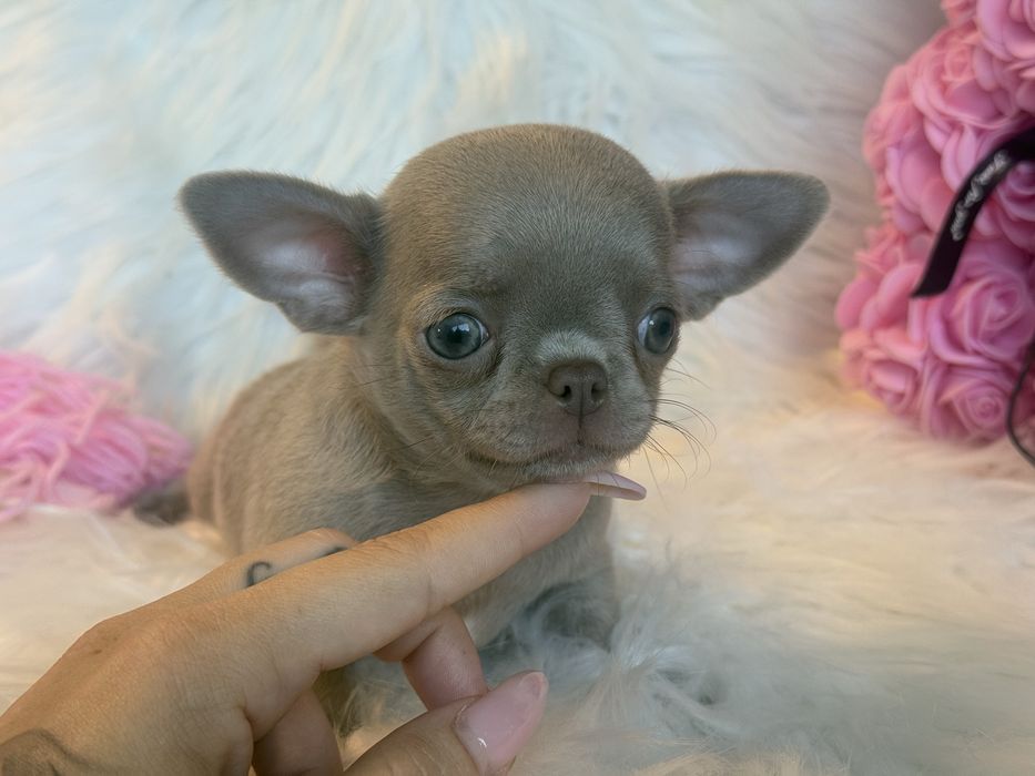 Chihuahua sliczna liliowa dziewczynka