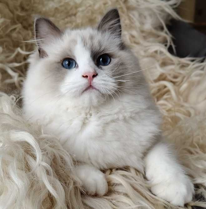 Kocurek ragdoll z rodowodem, już do odbioru