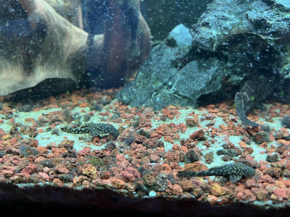 Oddam glonojady zbrojniki ciemne