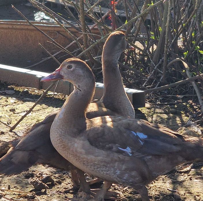 Patos mudos castanho