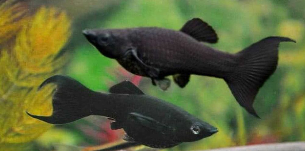 Molinezja ostrousta lirowa czarna - Poecilia sphenops - dowóz