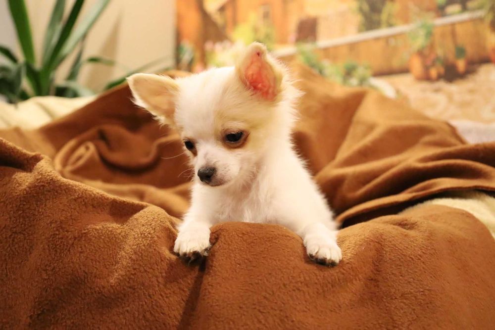 chihuahua chłopiec długowłosy komplet szczepień