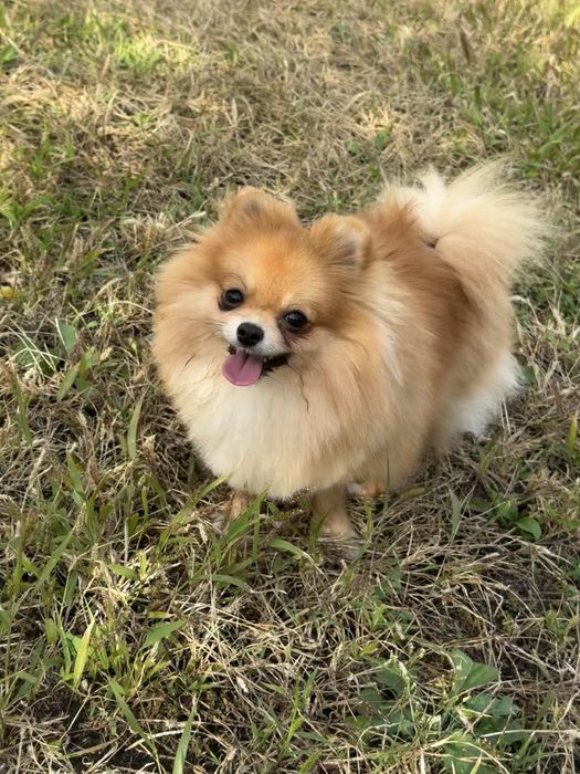 Померанский шпиц - замечательная подрощенная девочка