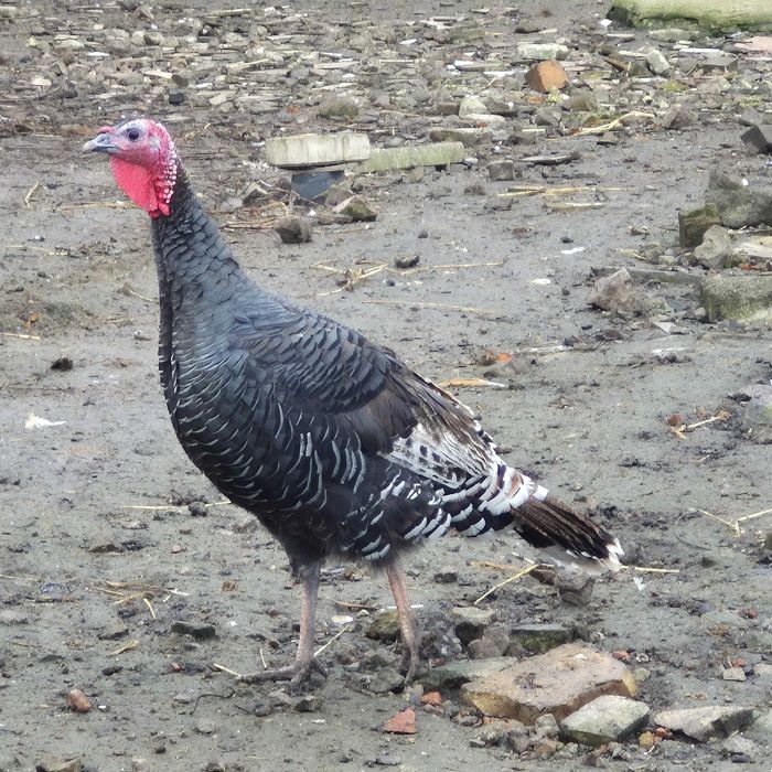 Sprzedam indyki kolorowe