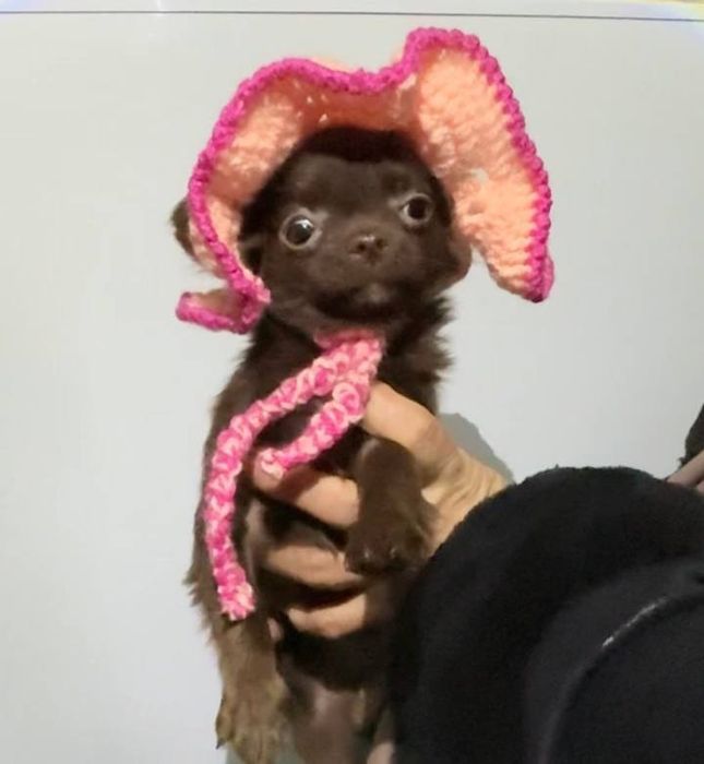 Девочки чихуа хуа