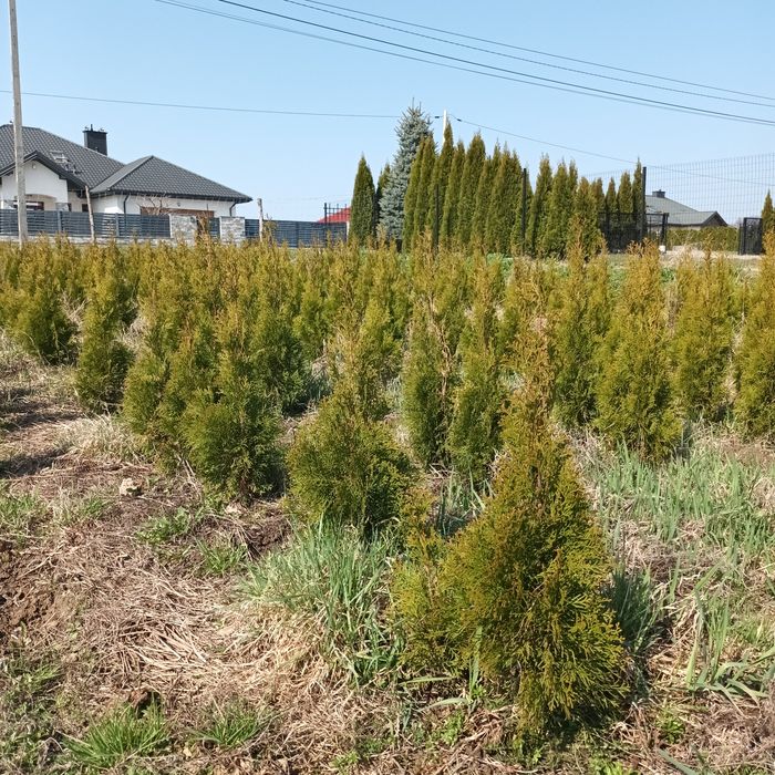 Tuja szmaragd z gruntu