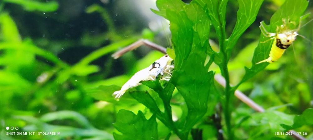 Krewetki Crystal Black+ gratis