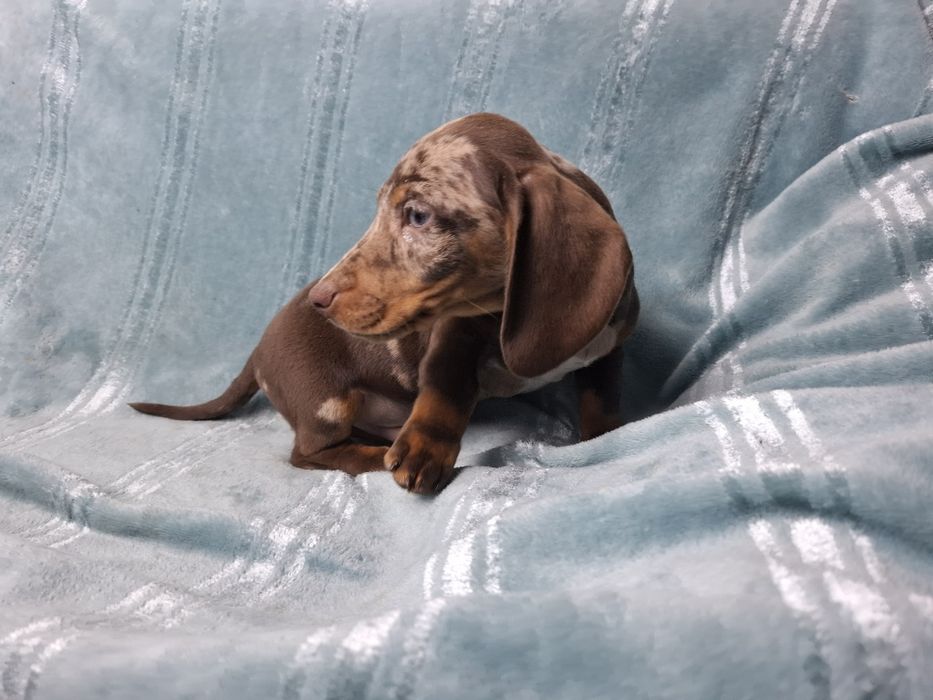 jamnik miniaturowy piesek choco merlle