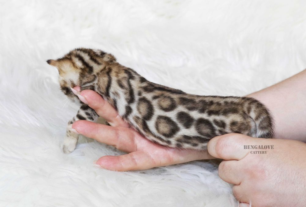 Jasnozłoty chłopiec bengalski Pet lub do Hodowli