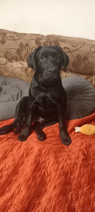 Чарівна дівчинка Амеліана перша вязка