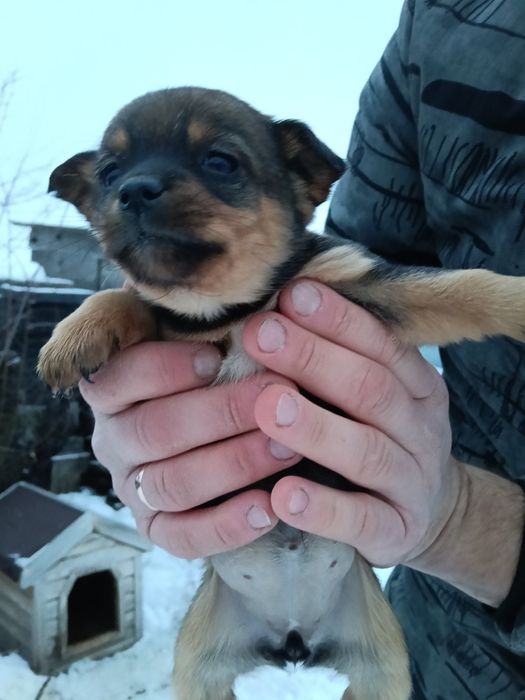 Віддамо собаченят в добрі руки