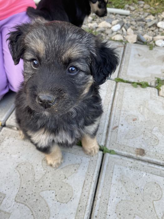 Oddam pieski za Darmo do dobrego domku