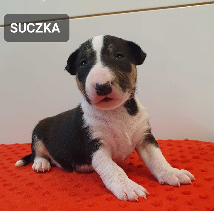 Bulterier Miniaturowy -PLL -CLEAR - Śliczna suczka