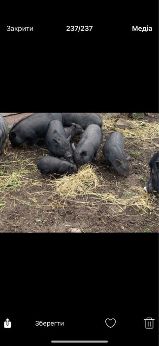 Свиня Вєтнамська