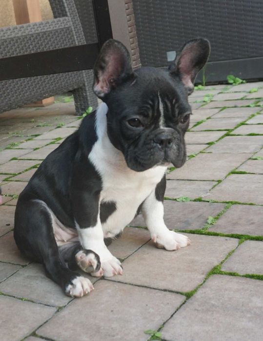 buldog francuski czarny krecik sunia