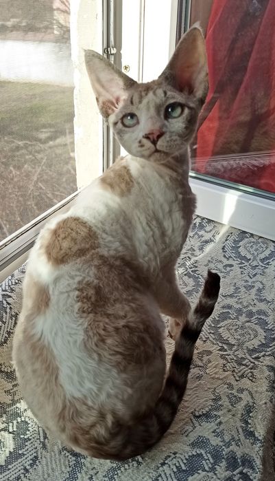 Котик девон рекс