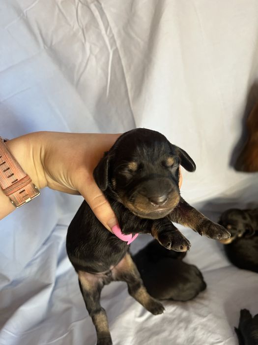 Відкриті до броні цуцики такси