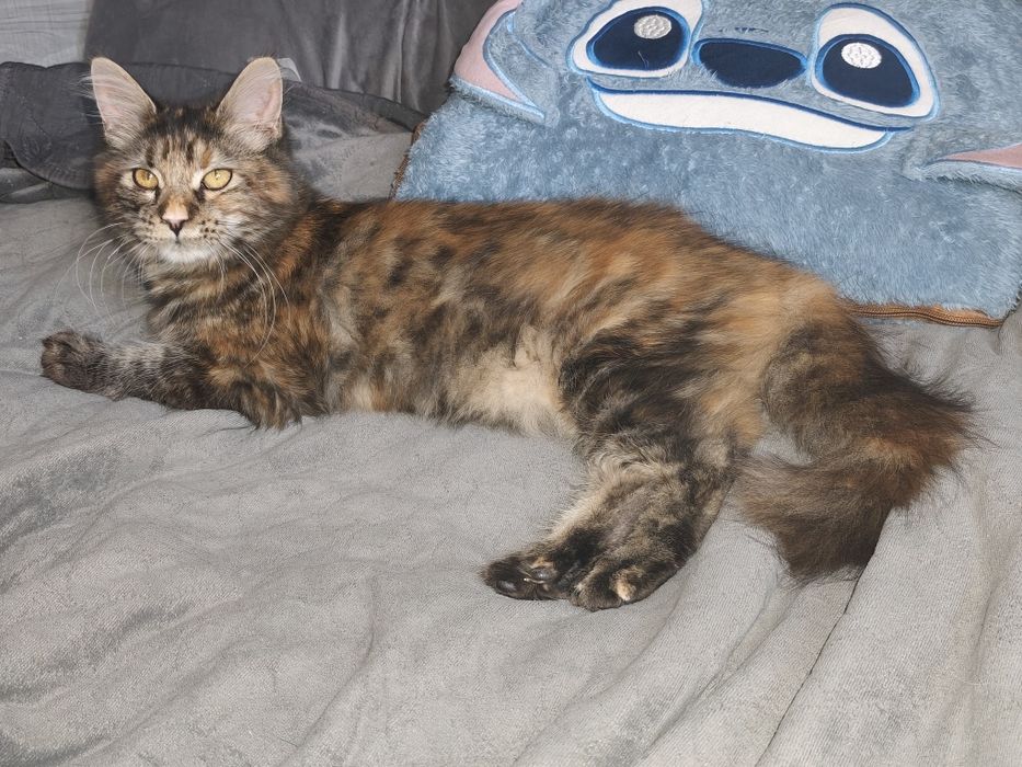 Kotka Maine Coon