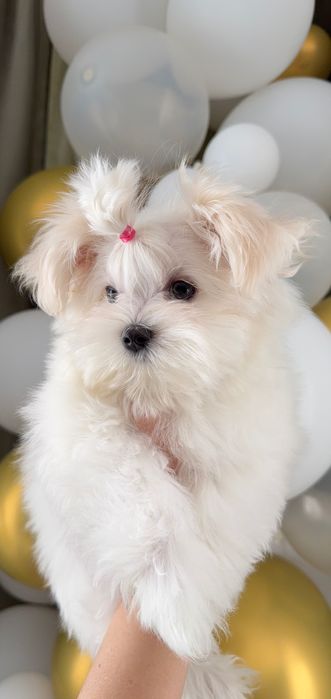 Мальтійська болонка дівчинка КСУ