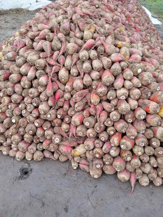 Продам кормовий буряк