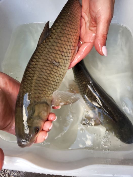 Amur karp tołpyga lin koi