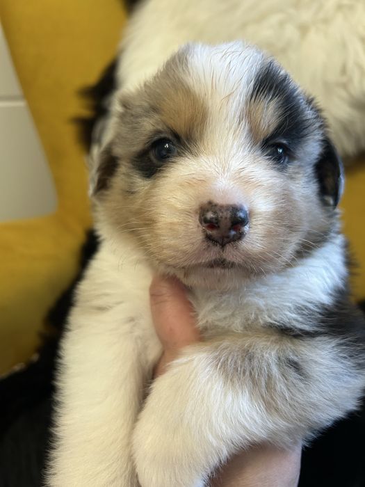 Owczarek australijski FCI samiec blue merle