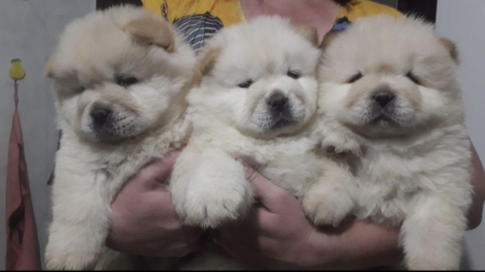 Продам щенков чау