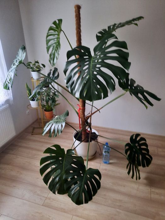 Monstera deliciosa
