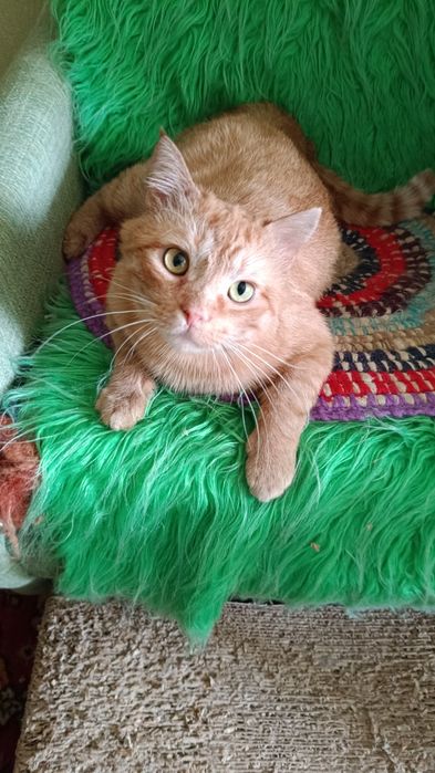 Рудий кіт, взяти в родину