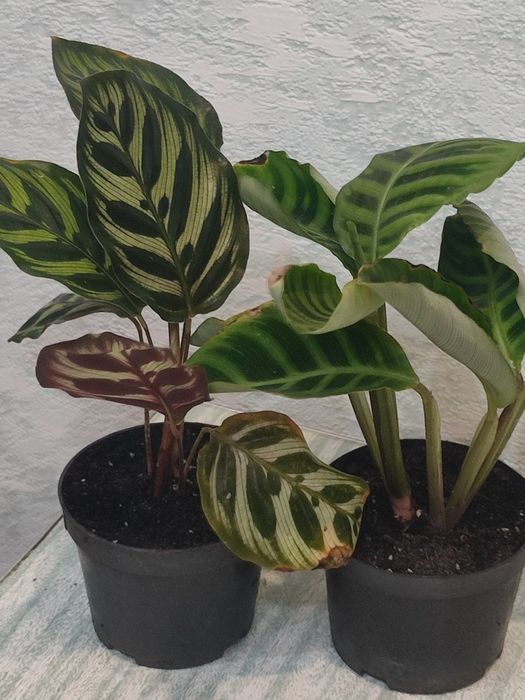 Калатея Зебрина, калатея Маской, комнатное растение