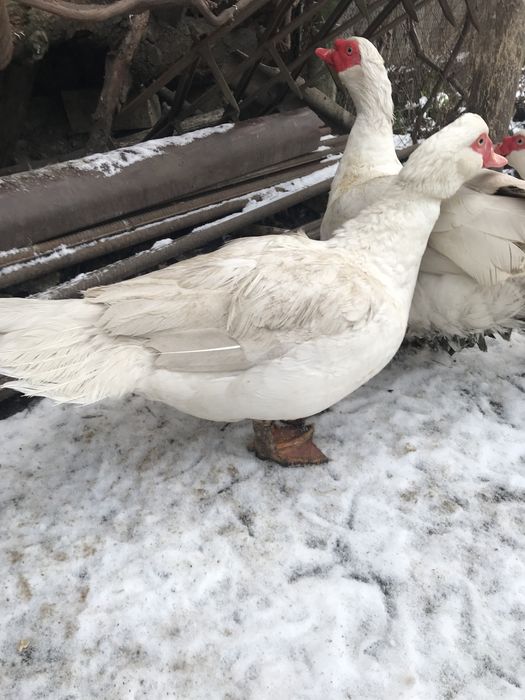 Утки крупные двух линий