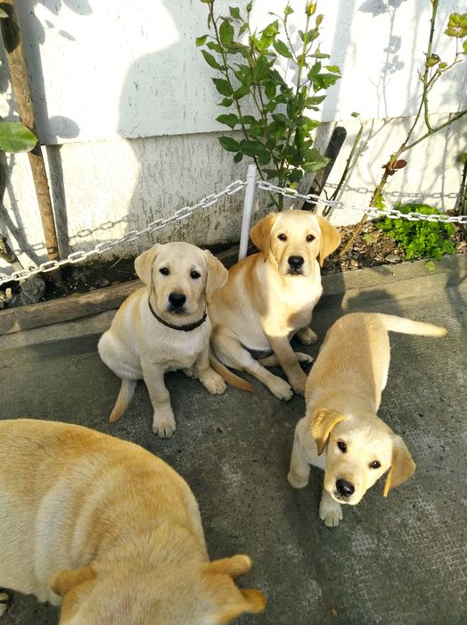 Лабрадори палевого і білого окрасу. Хлопчик. Прививки і документи є .