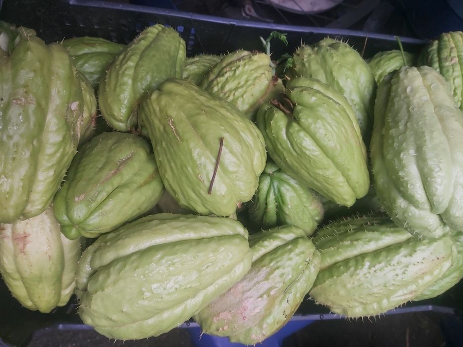 Chuchu Biológico
