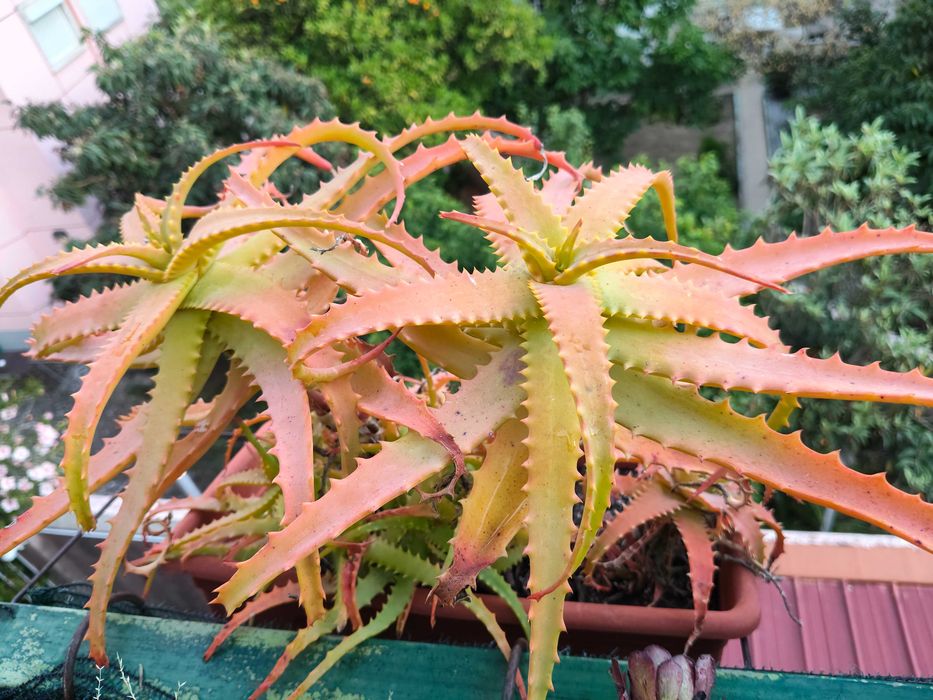 Aloés em floreira