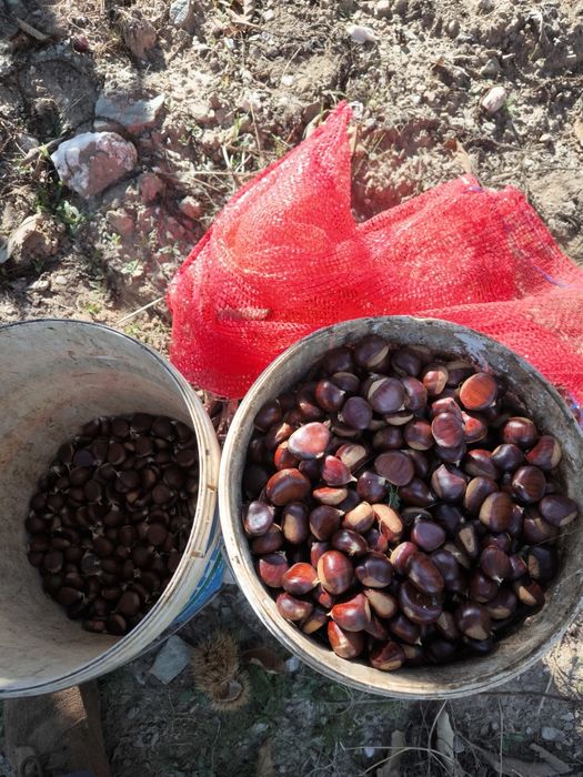 Castanhas Transmontanas