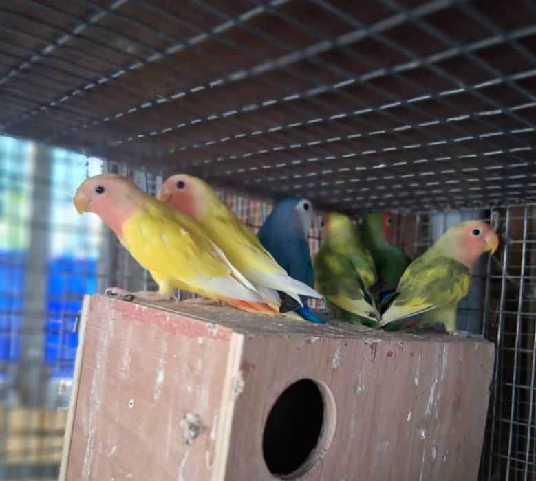 Lote de aves exóticas
