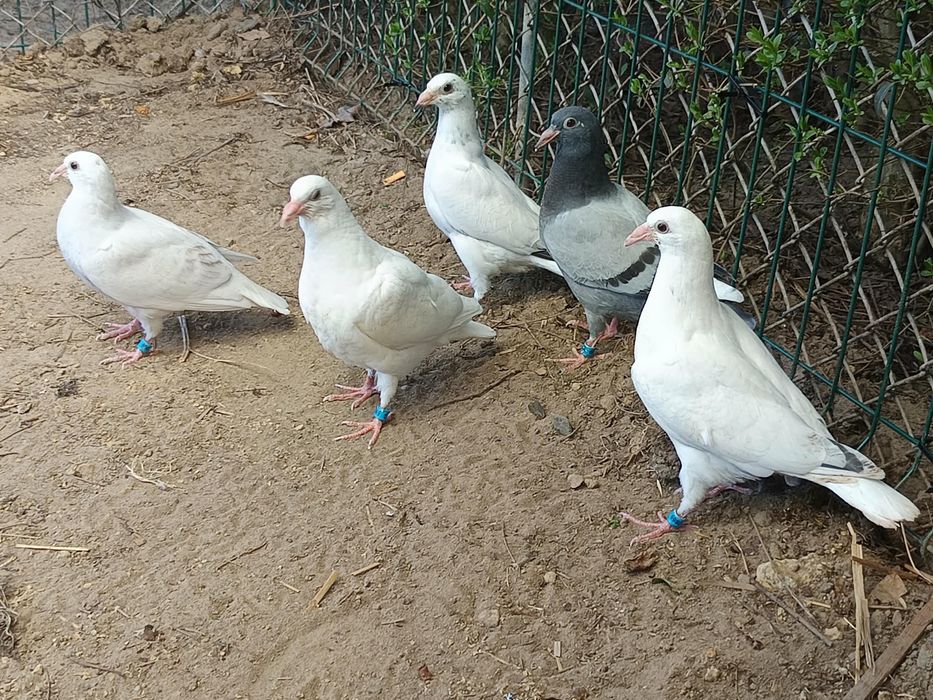 Gołebie mlode białe