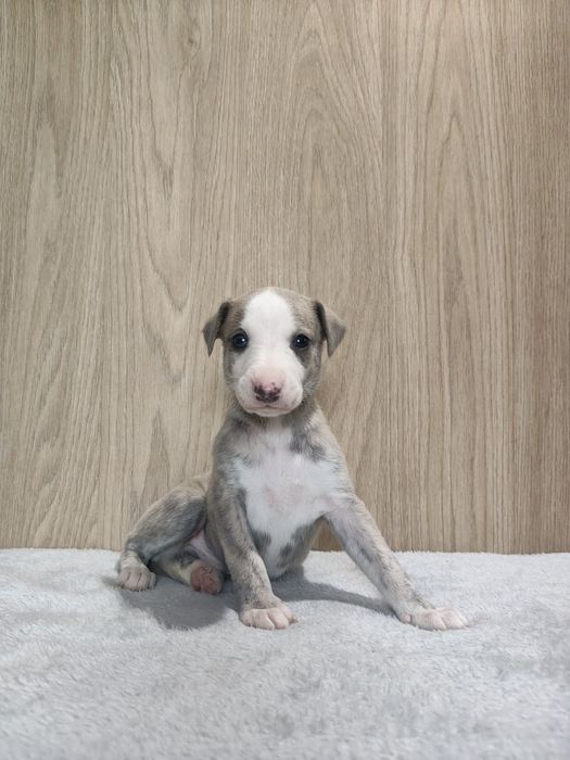 Chart Angielski WHIPPET