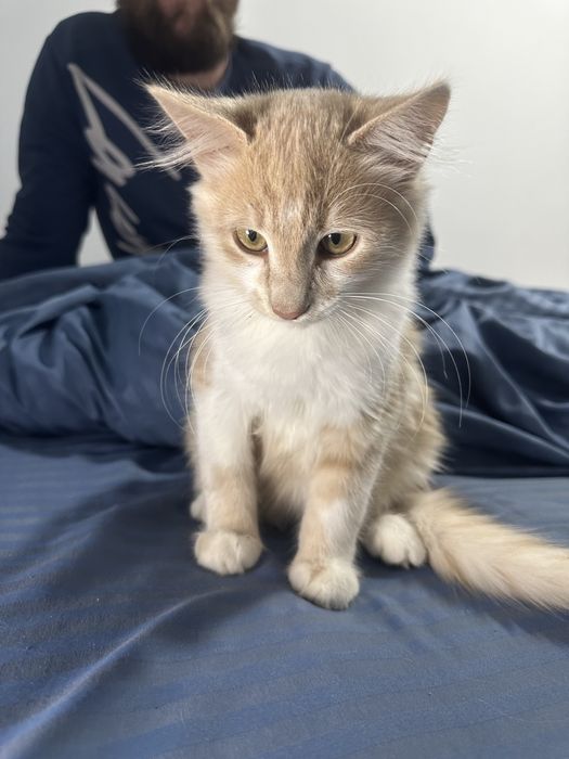 Котята помесь с мейн-куном