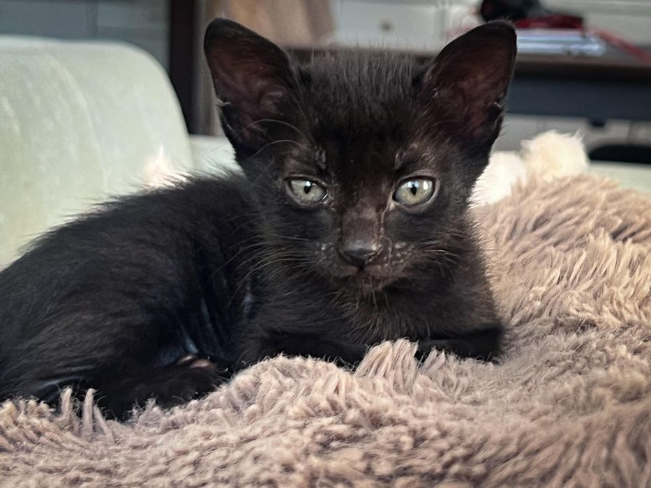 Duas gatas bebes para adoção conjunta